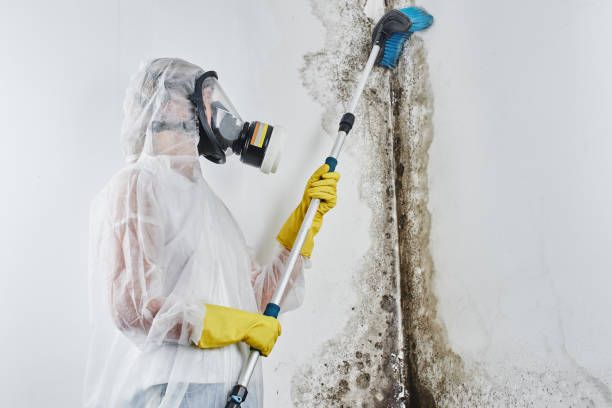 Mold Removal Process in Dekal, IL