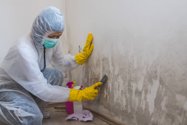 Best Mold Cleaning Services  in Dekal, IL