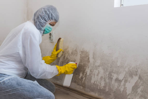 Best Attic Mold Removal  in Dekal, IL