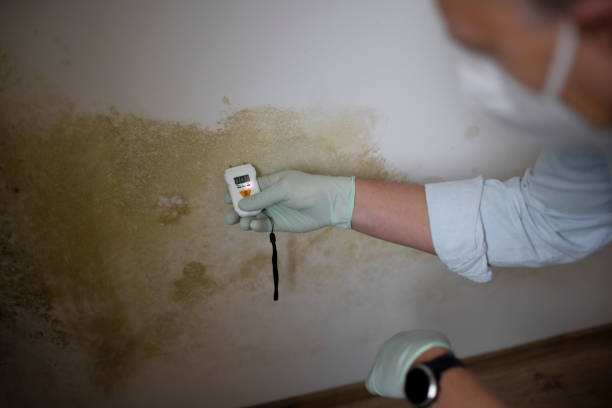 Best Office Mold Removal Services  in Dekal, IL