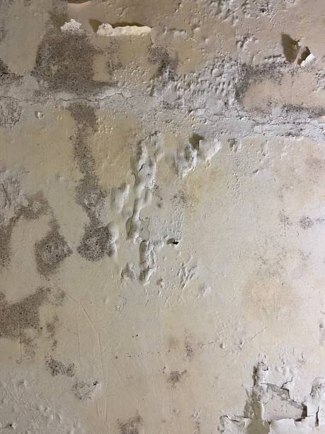 Best Fast Mold Removal  in Dekal, IL