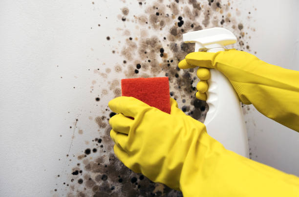 Best Black Mold Removal  in Dekal, IL