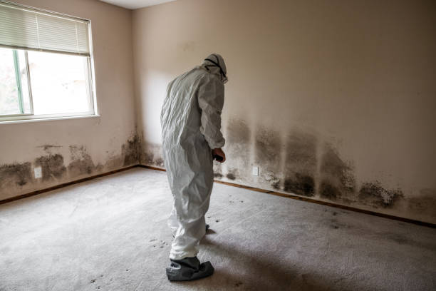 Best Local Mold Removal Service  in Dekal, IL