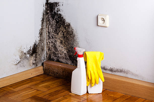 Best Same-Day Mold Removal  in Dekal, IL