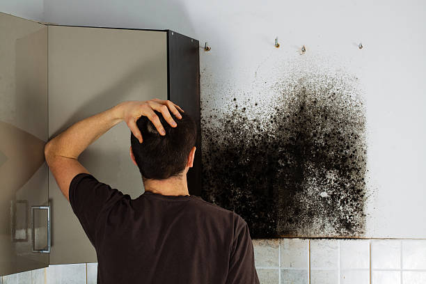 Best Mold Testing and Removal  in Dekal, IL