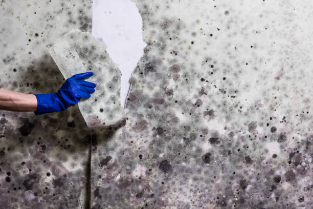 Best Mold Removal Company Near Me  in Dekal, IL
